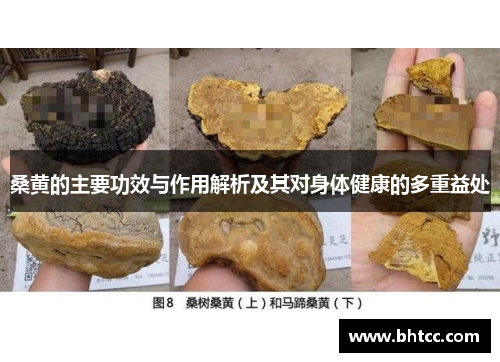 桑黄的主要功效与作用解析及其对身体健康的多重益处